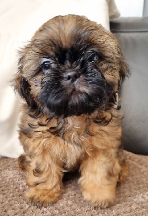 Chiots shih tzu lof 1200 17000 La rochelle