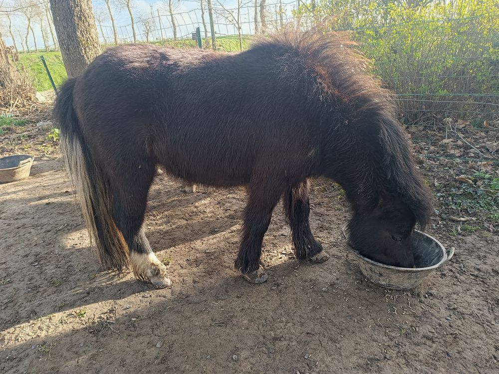   Jeune poney type Shetland 