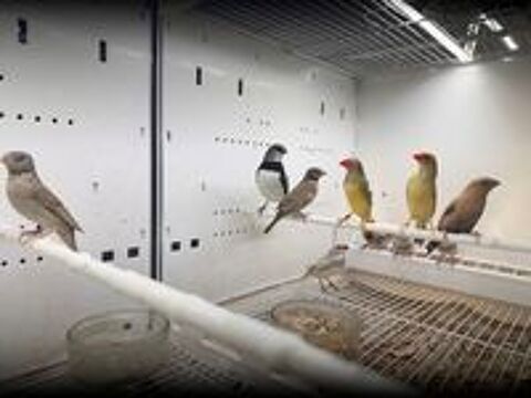   Des oiseaux  