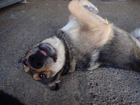 Sheree &agrave; l'adoption 300 68000 Colmar