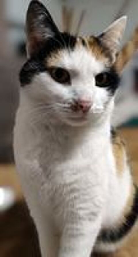   CHOUPETTE, adorable chatte tricolore à adopter via l'association UMA  