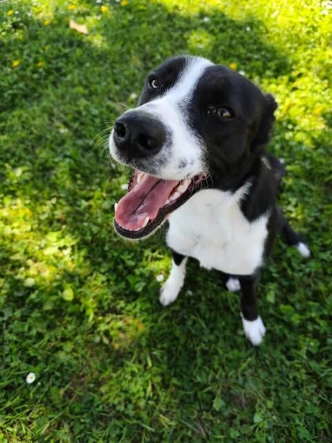 Chien CHOUPIE à l adoption 210 07300 Tournon-sur-rhne