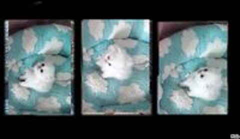   Chatons Persans 