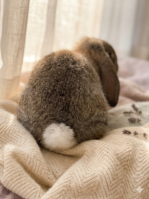Lapin Nain B&eacute;lier GRIS GARENNE de race 60 45220 Saint-firmin-des-bois
