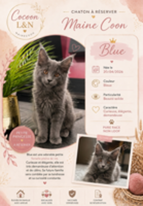   Chaton Mainecoon 