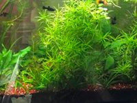   Diverses plantes purifiantes d aquarium 