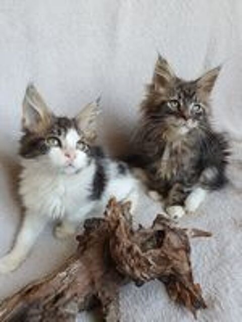   Chatons Maine coon loof  
