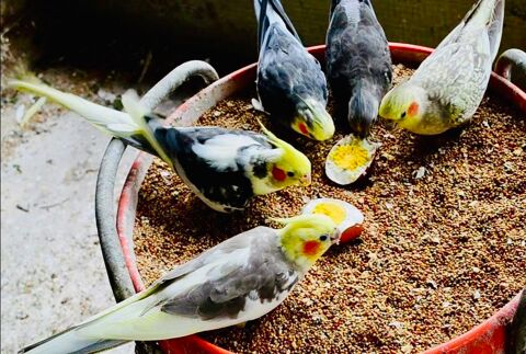 Tr&egrave;s Belles Perruche Calopsite EPP Adultes Bagu&eacute;s 2025-24-23 69 94450 Limeil-br�vannes