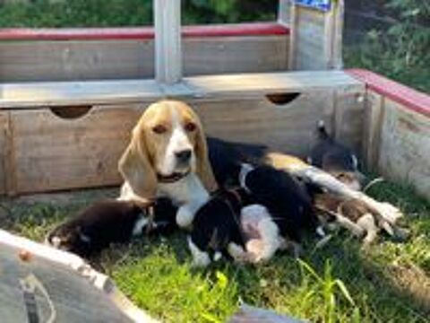   CHIOTS BEAGLES DISPONIBLE A PARTIR DU 15 MAI 2025 