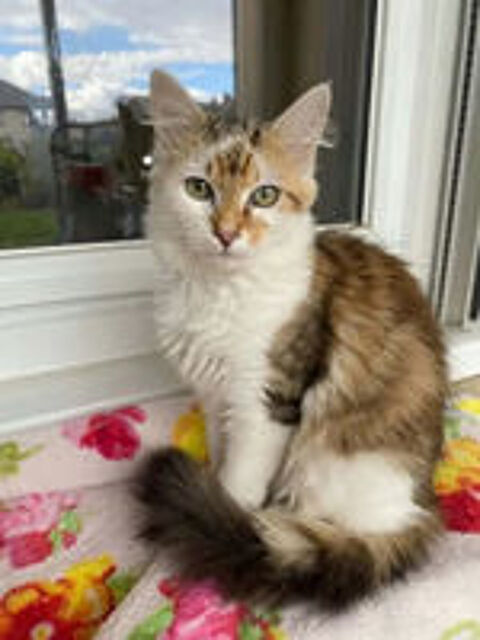   Jules gentil chat 6 mois cherche famille 