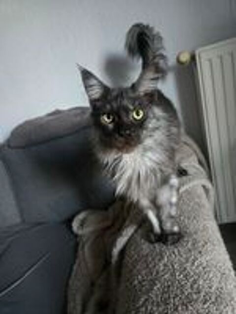   Maine Coon black smoke 