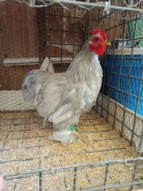 Coq bantam de P&eacute;kin 10 56350 Rieux