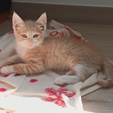 CUMIN à l'adoption 1 26250 Livron-sur-drme