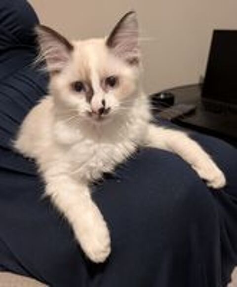   Chaton femelle 3 mois 