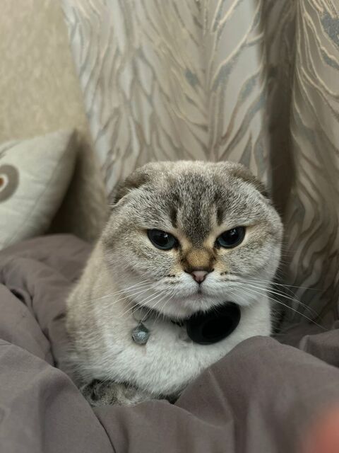 Chatte perdu 0 91700 Sainte-genevi�ve-des-bois