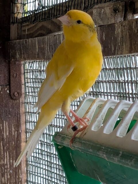 canari 2025 1 91090 Lisses