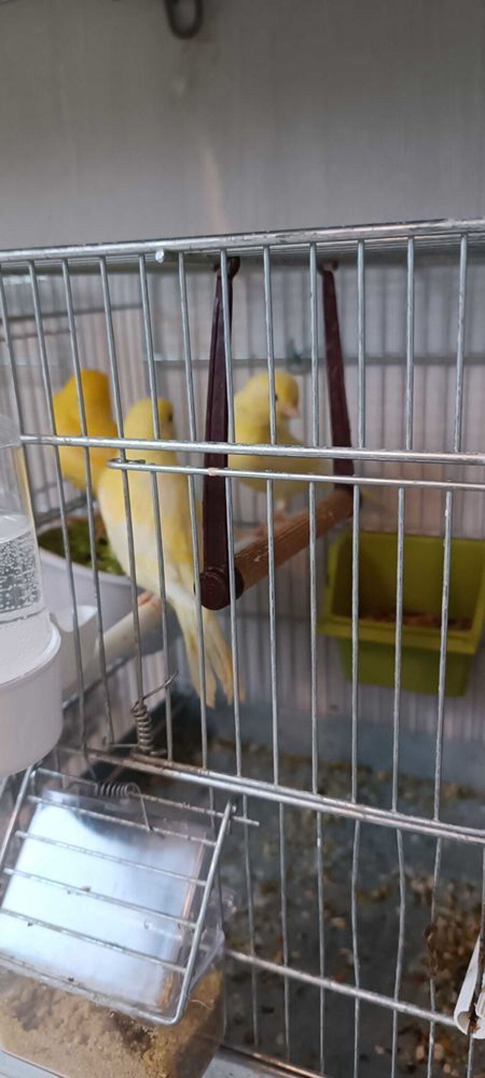 cage pour oiseaux Jardin