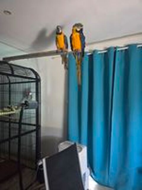   Couple Ararauna de 1 an 
