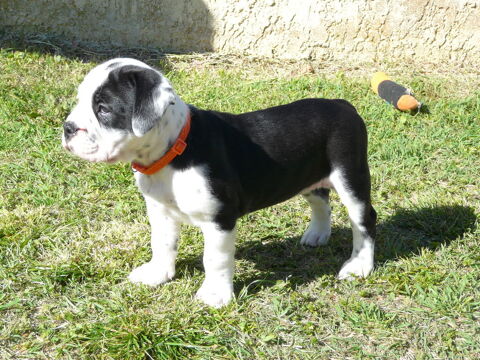CHIOTS BULLDOG CONTINENTAL  900 30000 N�mes