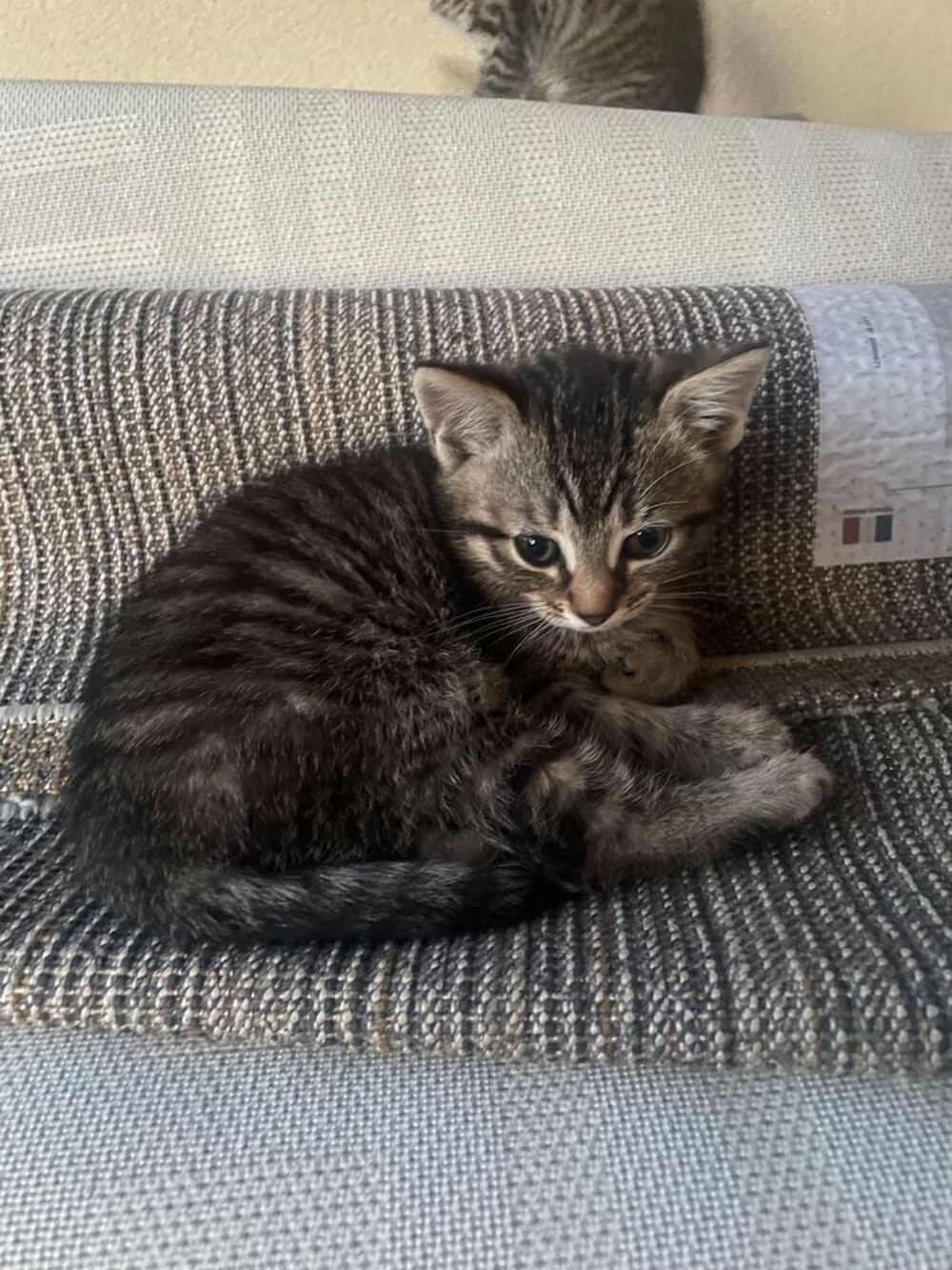   Chaton moiti siamois 