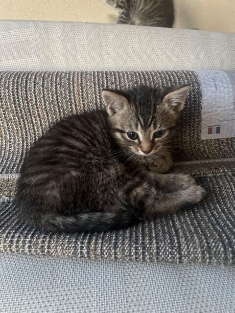 Chaton moitié siamois 50 95300 Pontoise