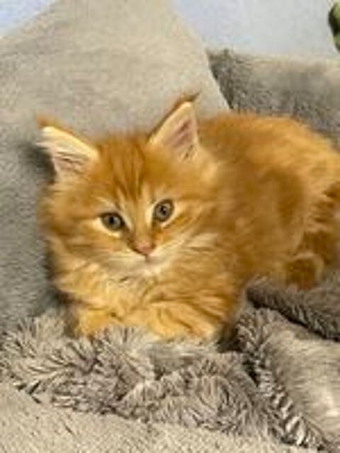   Chaton femelle MAINE COON LOOF 