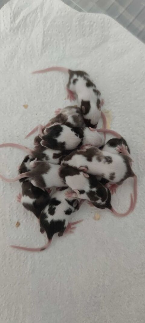 RATERIE, SOURIS, MASTOMYS 3 37600 Loches