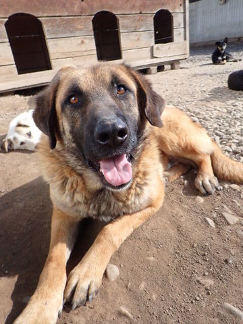 ludwig &agrave; l'adoption 300 89000 Auxerre