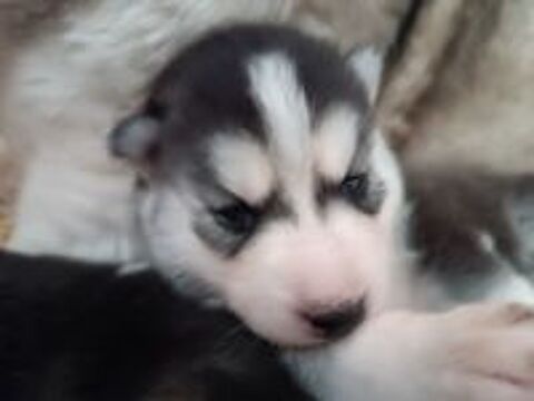   Chiot husky de Sibérie  