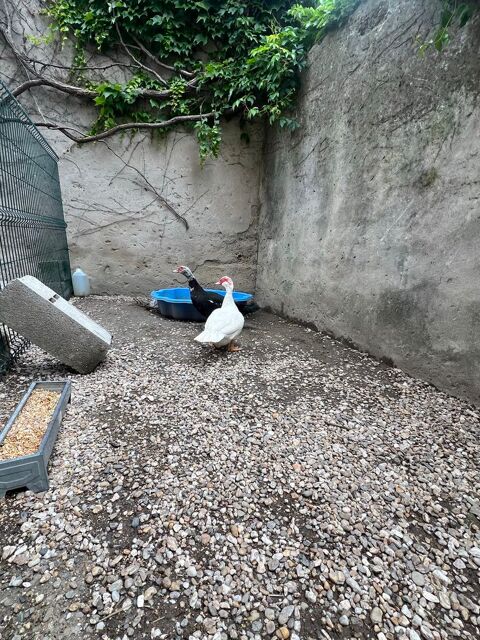 canne canard de barbarie 35 30300 Vallabrgues