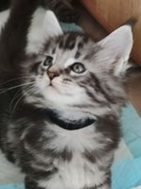   bebe maine coon loof 
