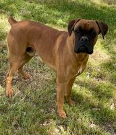   Chiots Boxer à  naître Réservations ouvertes 