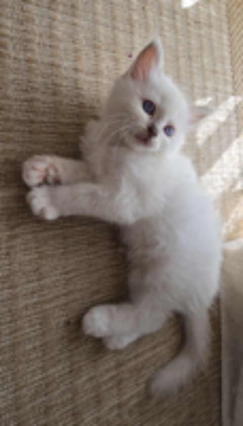   Chatons sacré de birmanie 