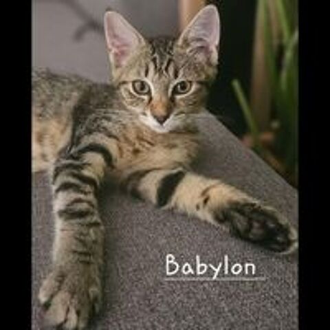   BABYLON 