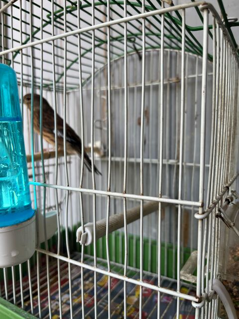 Canaris gris foncé très bon chanteur 35 84000 Avignon