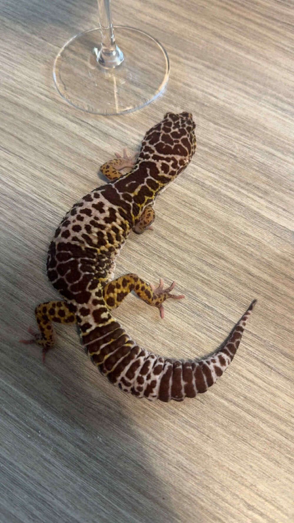   Gecko léopard femelle de 5 ans
Eublepharis fuscus. 