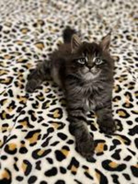   Maine Coon lignée Shaded 