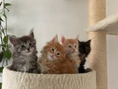   Jolies bébé chaton main coon 