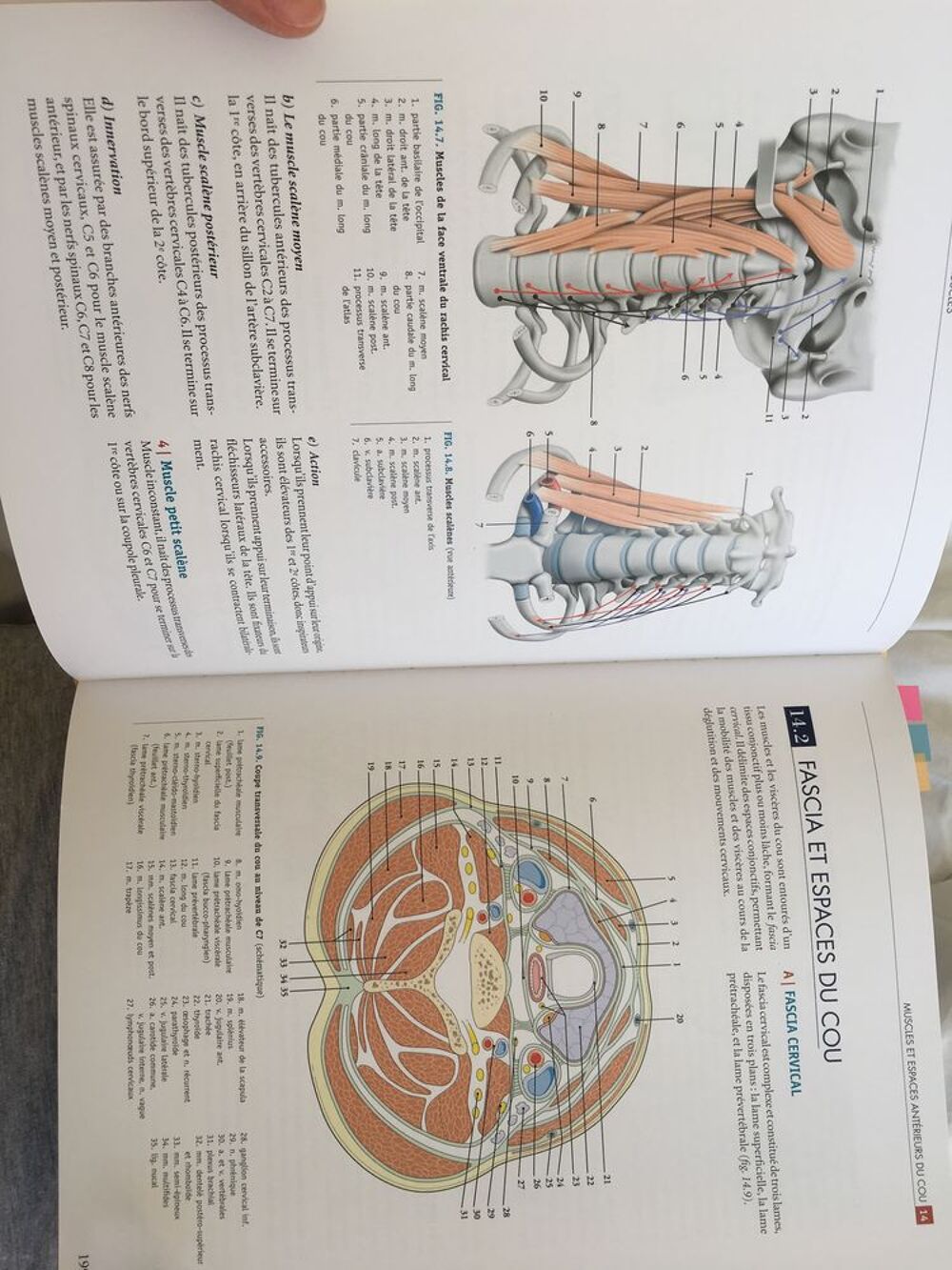 livre anatomie Kamina t&ecirc;te et cou Livres et BD