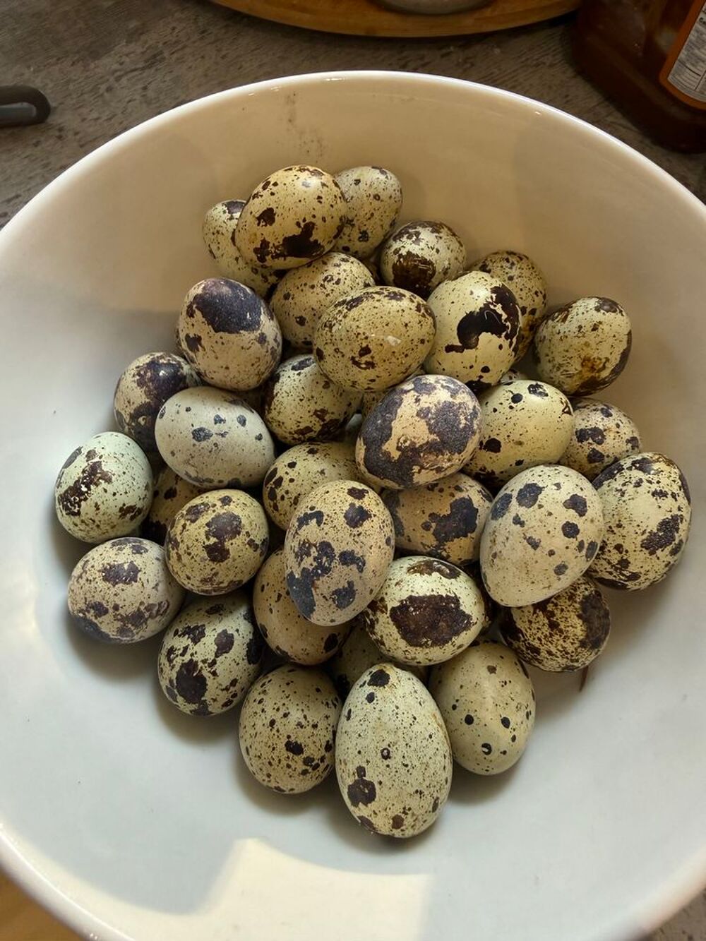   Oeufs de caille fécondé  