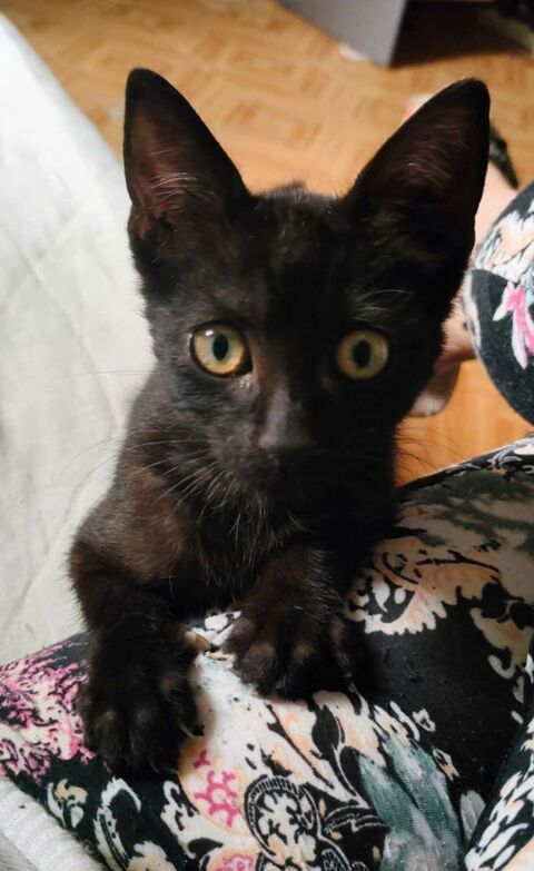 Chris chaton 3 mois cherche adoptant sérieux 130 11000 Berriac