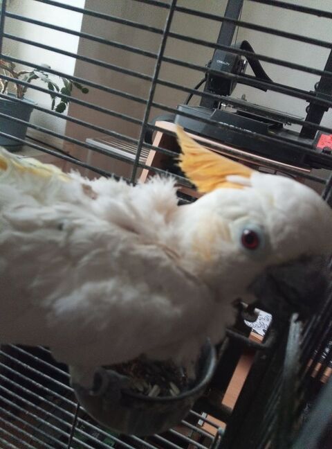 Cacato&egrave;s a huppe jaune 700 82100 Lafitte