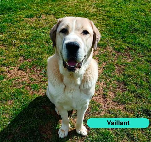 Vaillant, berger d'asie centrale &agrave; adopter 350 18210 Bessais-le-fromental