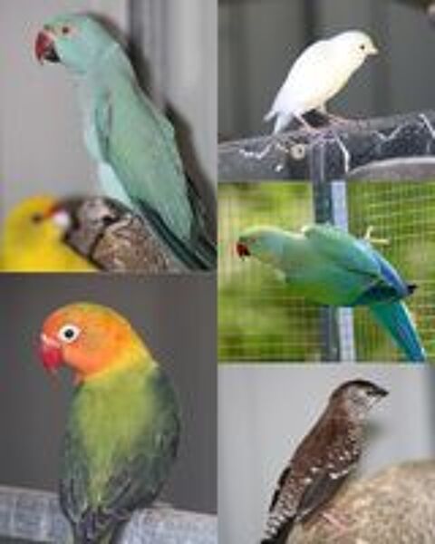   Oiseaux : Becs Droits / Crochus 