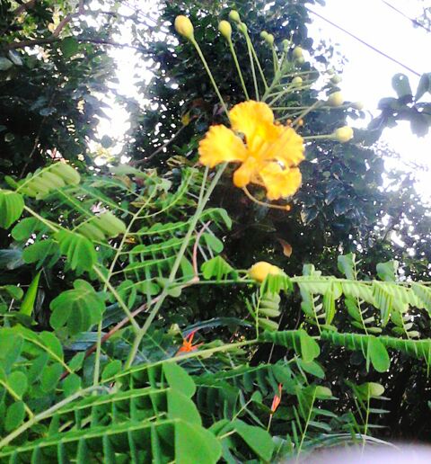 Plantes d�coratives 10 Ducos (97)