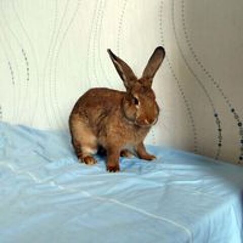   UXANE, jolie lapine croisée Rex à adopter via l'association UMA 
