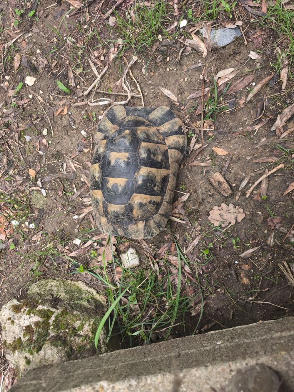   tortue de 18 ans 
