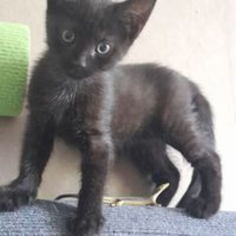   Onyx, 4 mois,cherche de bons adoptants  