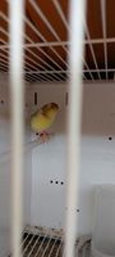   Canaris  