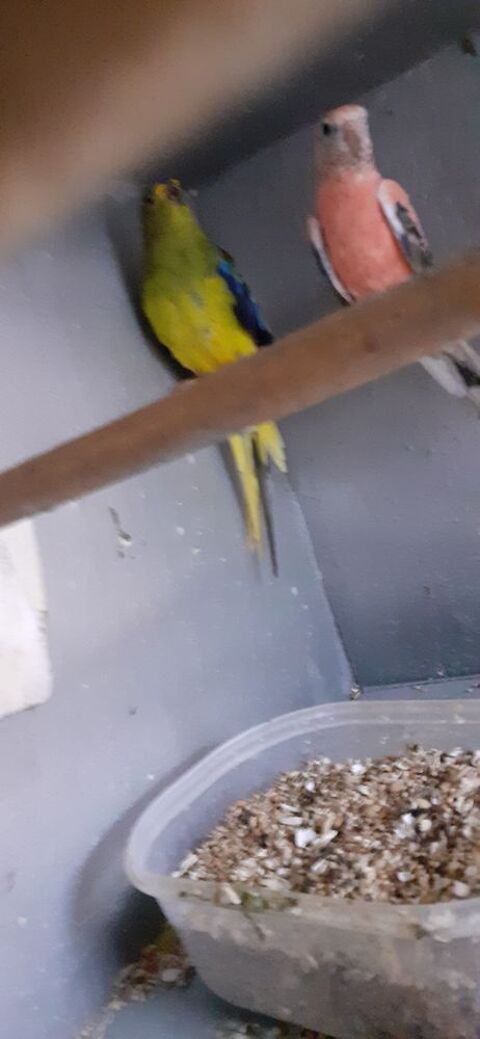 OISEAUX DE CAGES ET DE VOLI&Egrave;RES 30 22400 Lamballe